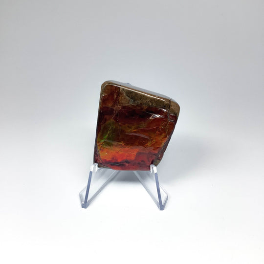 Ammolite Specimen - Rocks and Gems Canada