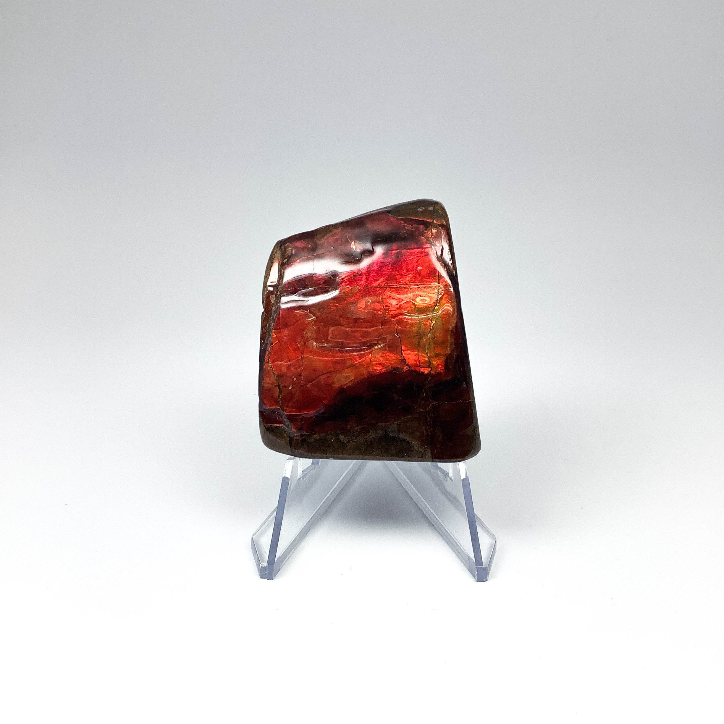 Ammolite Specimen - Rocks and Gems Canada