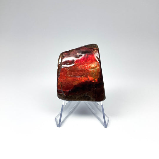 Ammolite Specimen - Rocks and Gems Canada