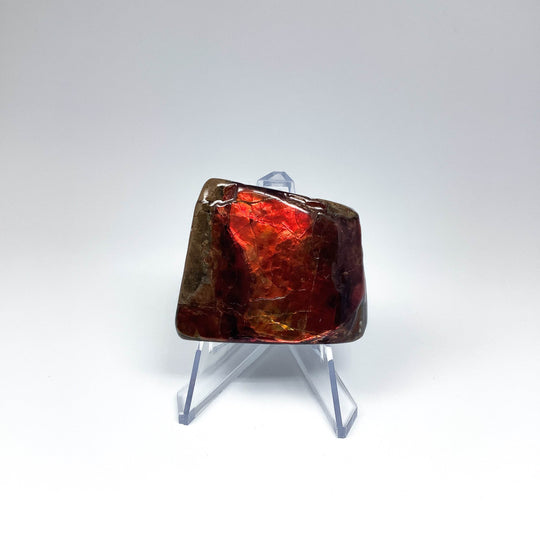 Ammolite Specimen - Rocks and Gems Canada