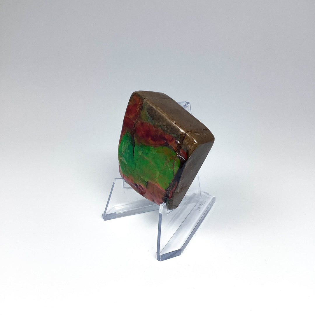 Ammolite Specimen - Rocks and Gems Canada