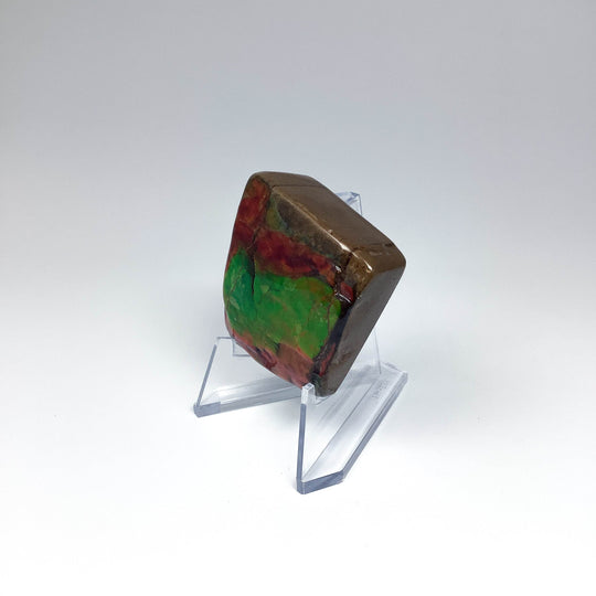 Ammolite Specimen - Rocks and Gems Canada