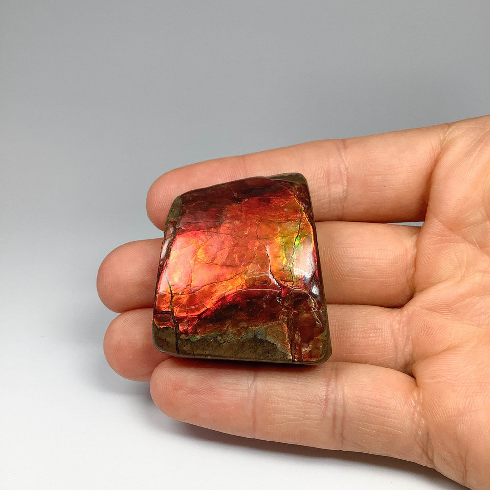 Ammolite Specimen - Rocks and Gems Canada