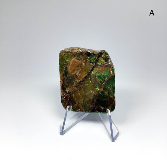 Ammolite Specimen - Rocks and Gems Canada