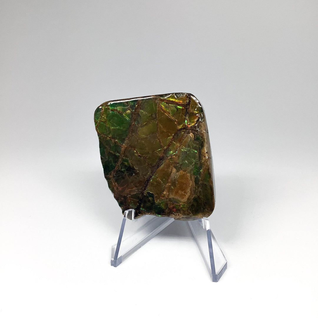 Ammolite Specimen - Rocks and Gems Canada