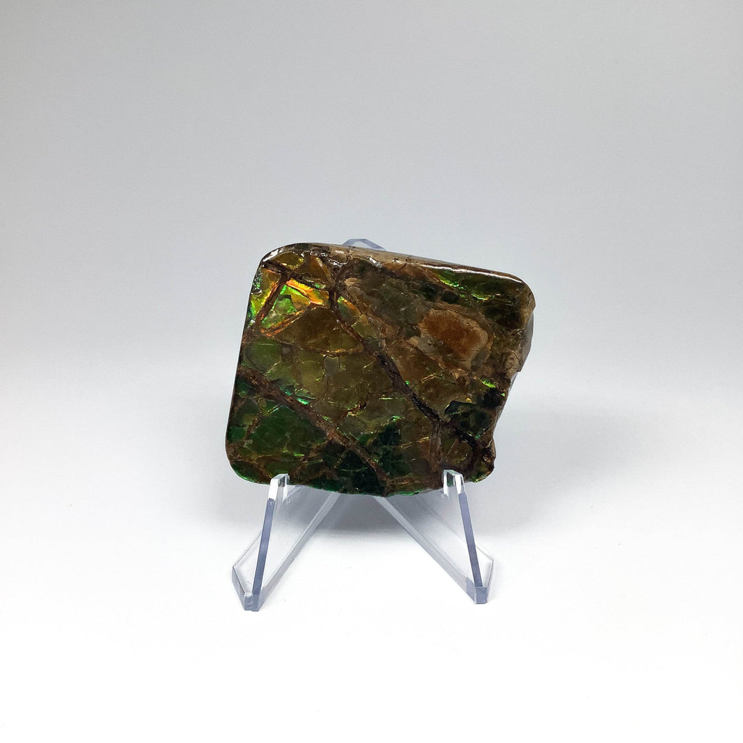 Ammolite Specimen - Rocks and Gems Canada