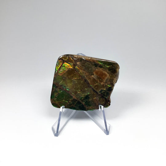 Ammolite Specimen - Rocks and Gems Canada