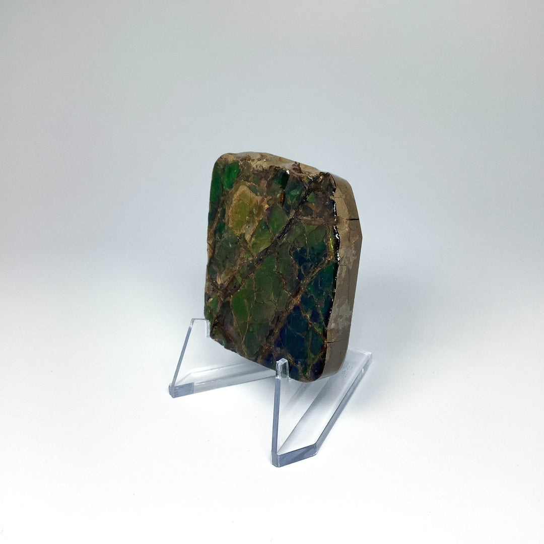 Ammolite Specimen - Rocks and Gems Canada
