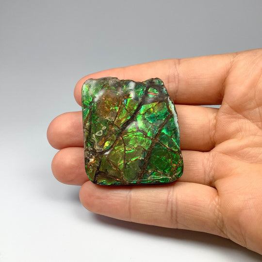 Ammolite Specimen - Rocks and Gems Canada