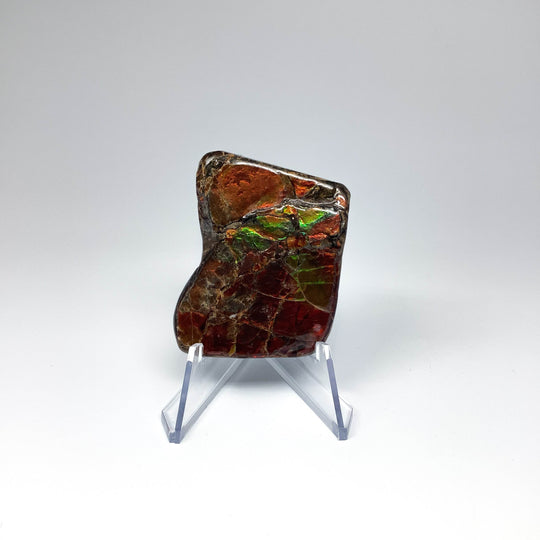 Ammolite Specimen - Rocks and Gems Canada