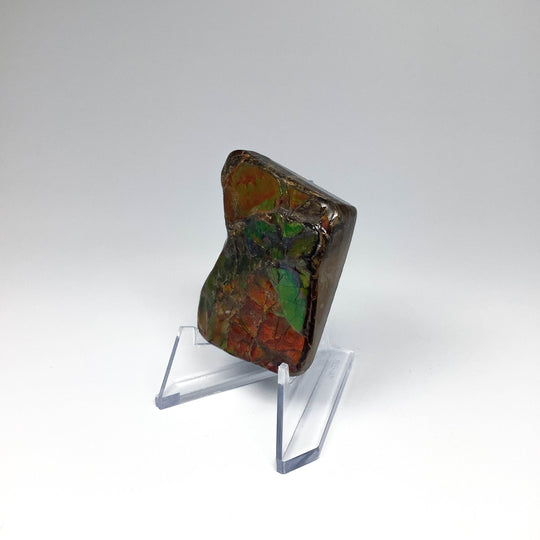 Ammolite Specimen - Rocks and Gems Canada