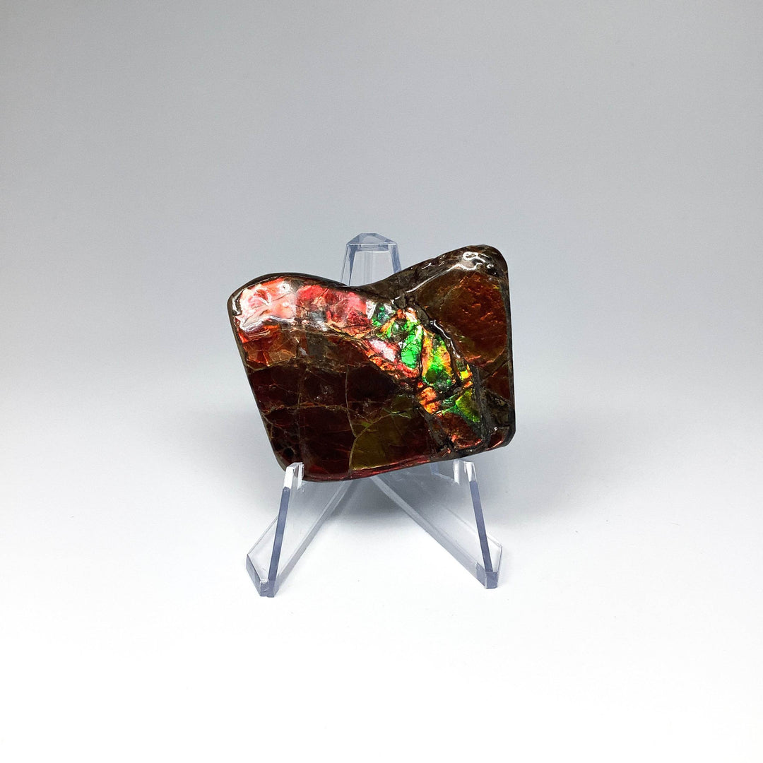 Ammolite Specimen - Rocks and Gems Canada