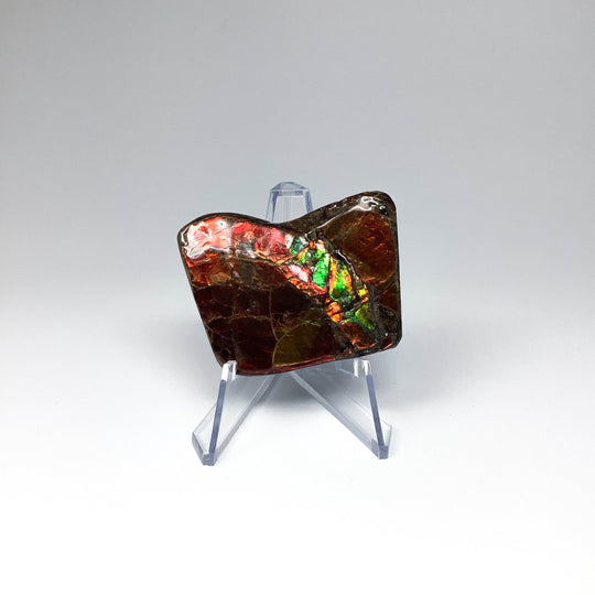 Ammolite Specimen - Rocks and Gems Canada