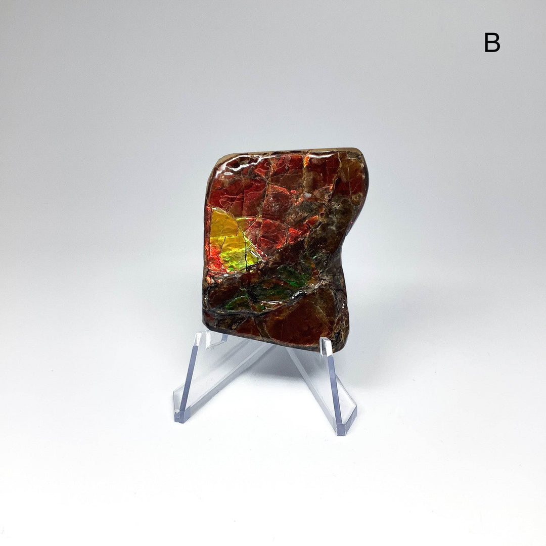 Ammolite Specimen - Rocks and Gems Canada