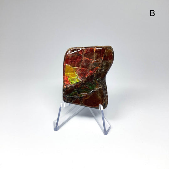 Ammolite Specimen - Rocks and Gems Canada