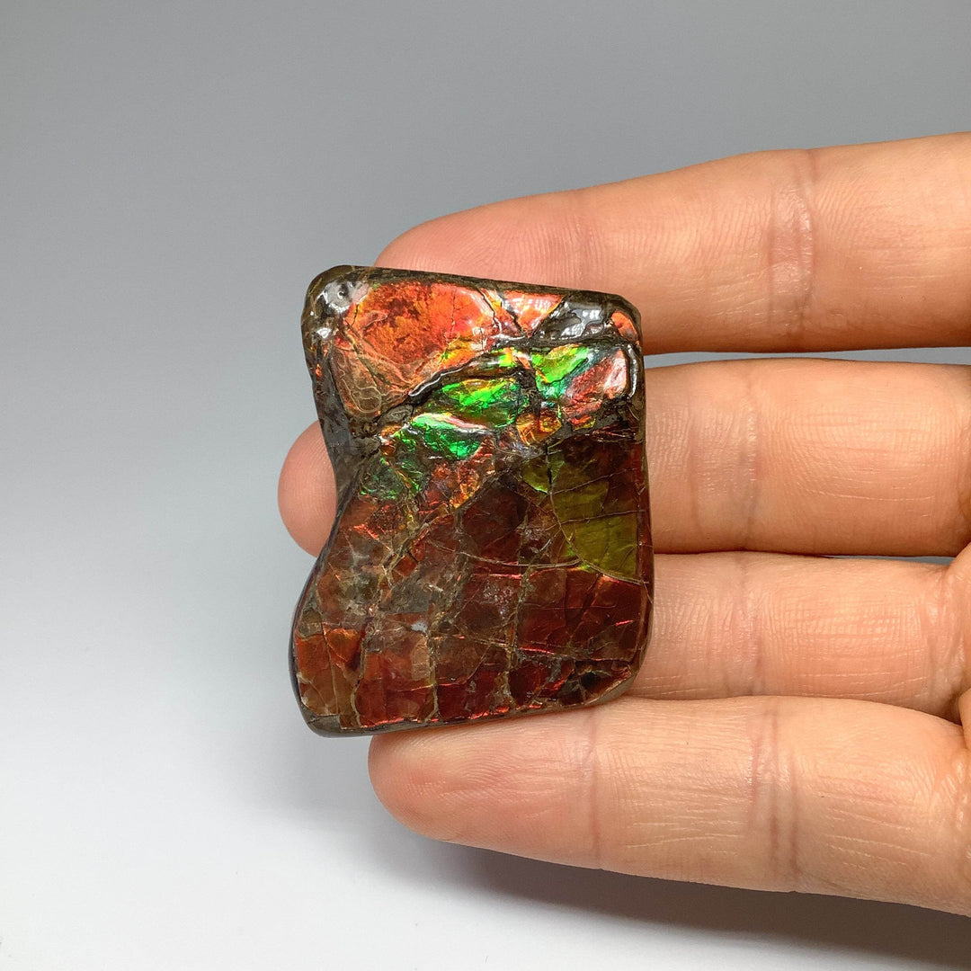 Ammolite Specimen - Rocks and Gems Canada