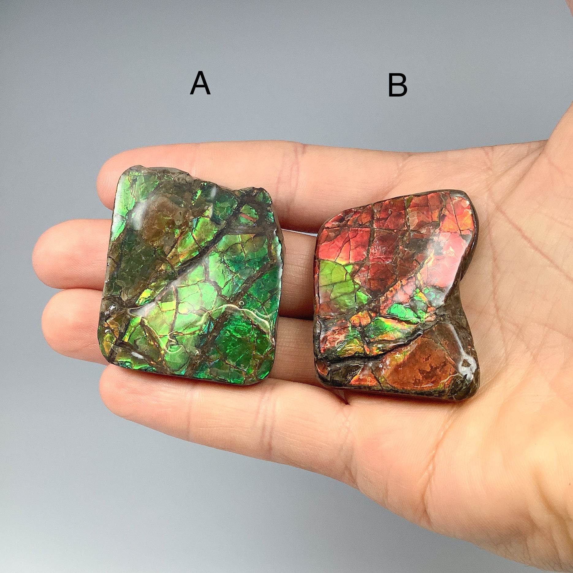 Ammolite Specimen - Rocks and Gems Canada