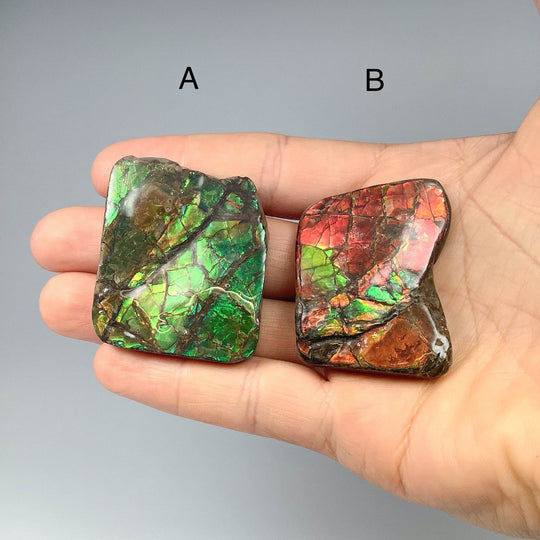 Ammolite Specimen - Rocks and Gems Canada