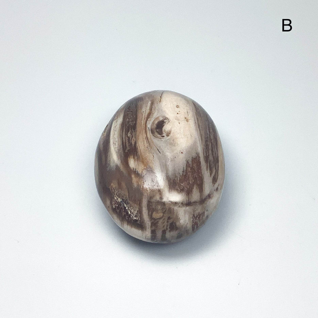 Petrified Wood Tumble Large - Rocks and Gems Canada