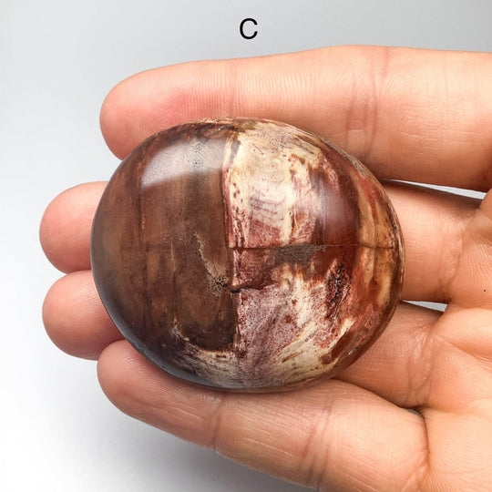 Petrified Wood Tumble Large - Rocks and Gems Canada