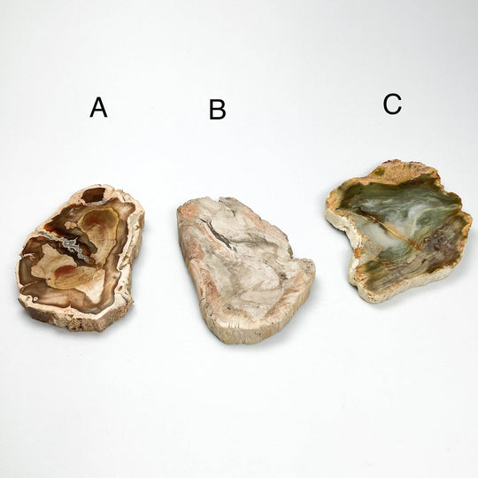 Petrified Wood Slice - Rocks and Gems Canada