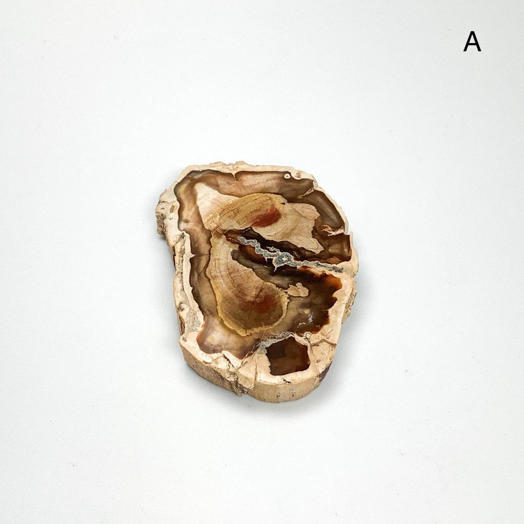 Petrified Wood Slice - Rocks and Gems Canada