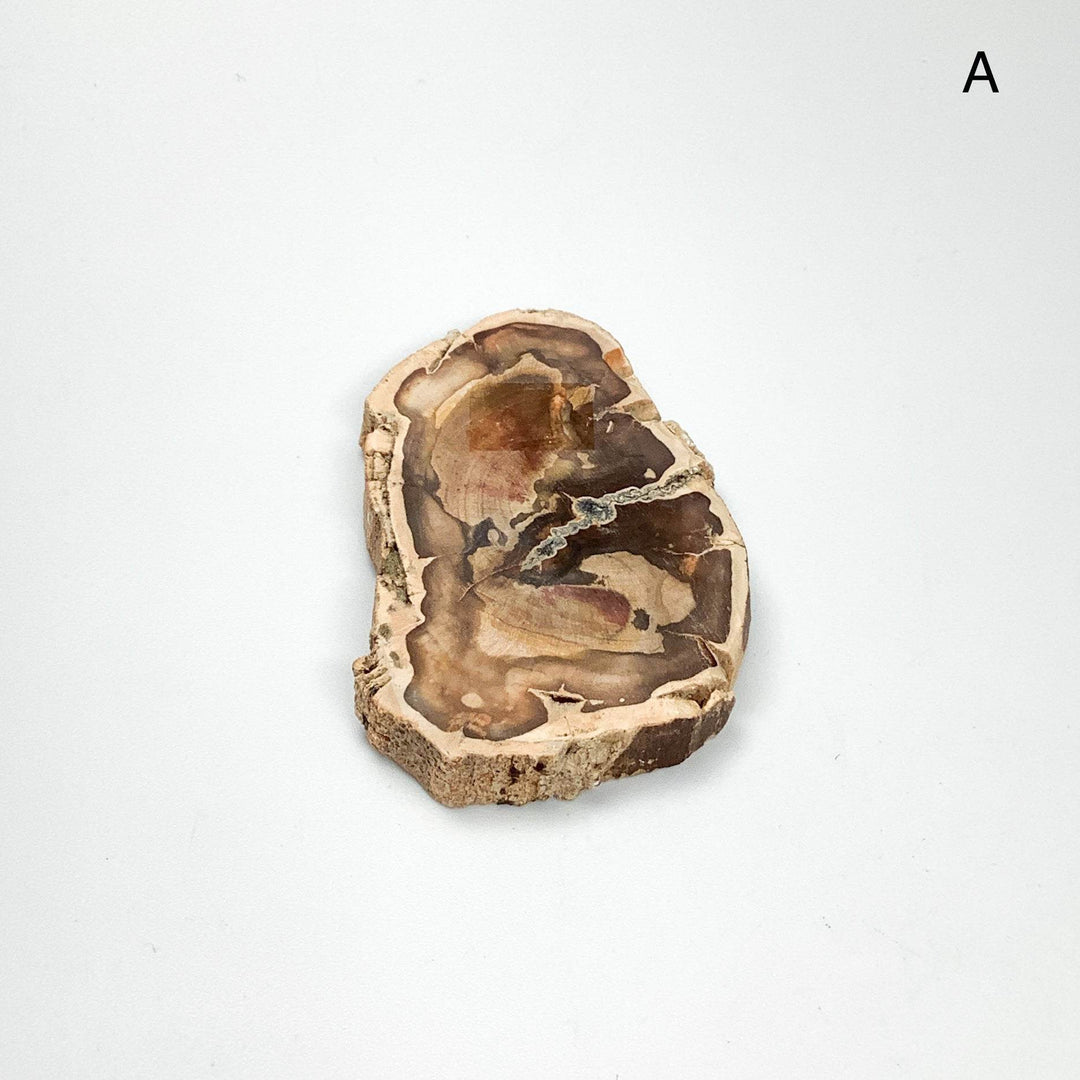 Petrified Wood Slice - Rocks and Gems Canada