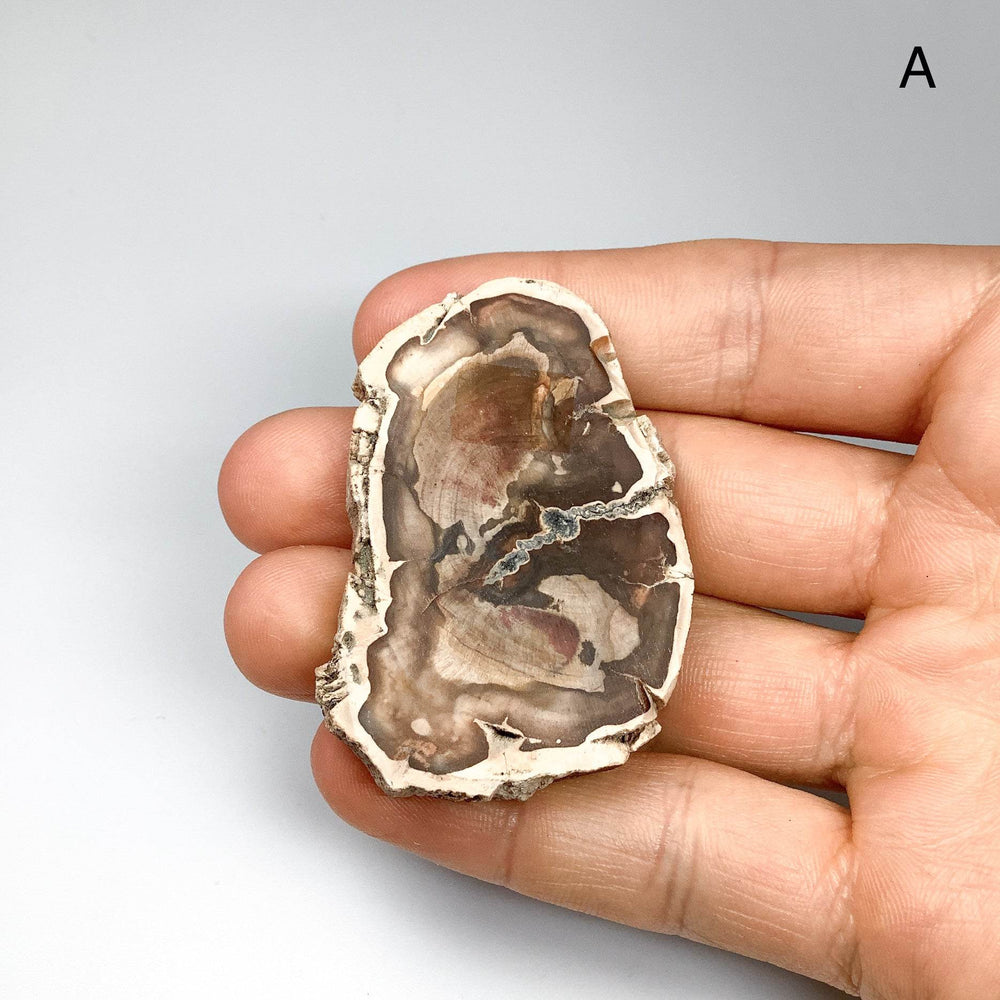Petrified Wood Slice - Rocks and Gems Canada