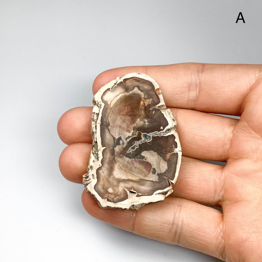 Petrified Wood Slice - Rocks and Gems Canada