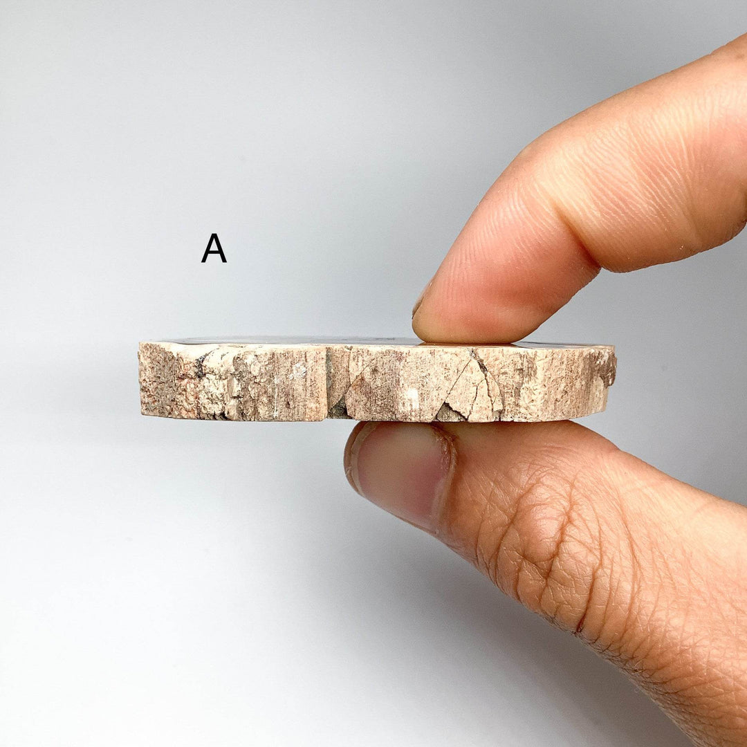 Petrified Wood Slice - Rocks and Gems Canada