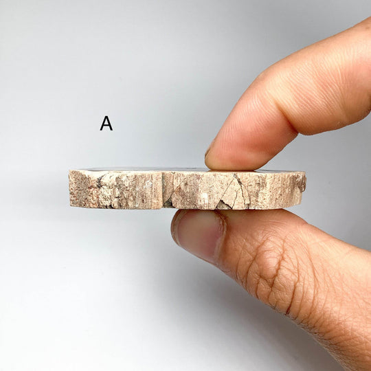 Petrified Wood Slice - Rocks and Gems Canada