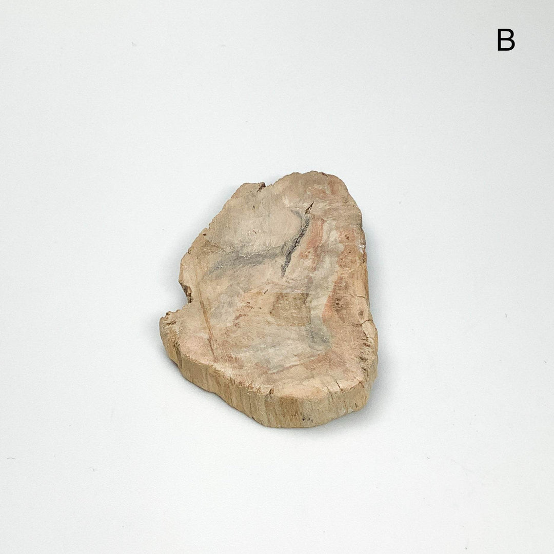 Petrified Wood Slice - Rocks and Gems Canada