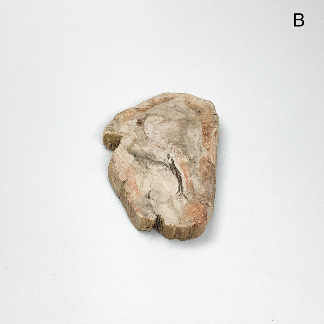 Petrified Wood Slice - Rocks and Gems Canada