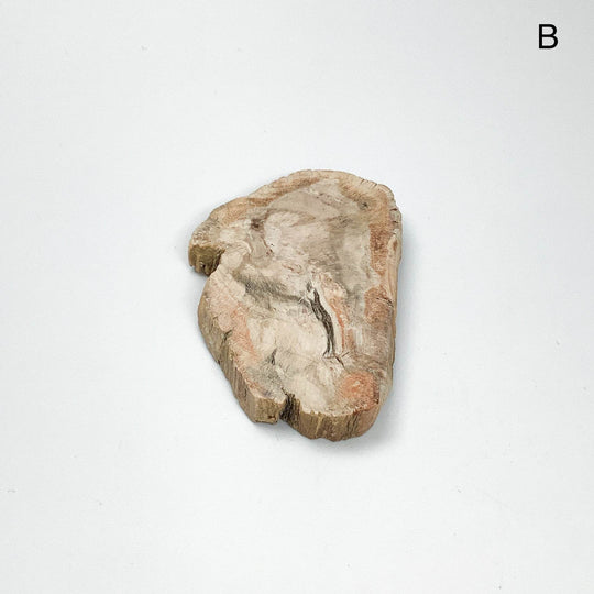 Petrified Wood Slice - Rocks and Gems Canada