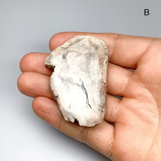 Petrified Wood Slice - Rocks and Gems Canada