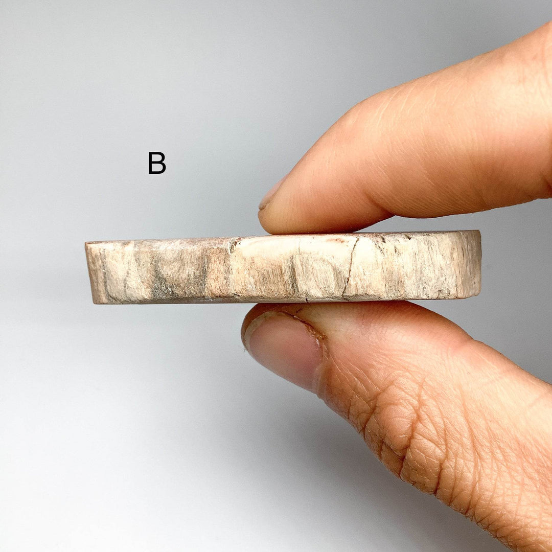 Petrified Wood Slice - Rocks and Gems Canada