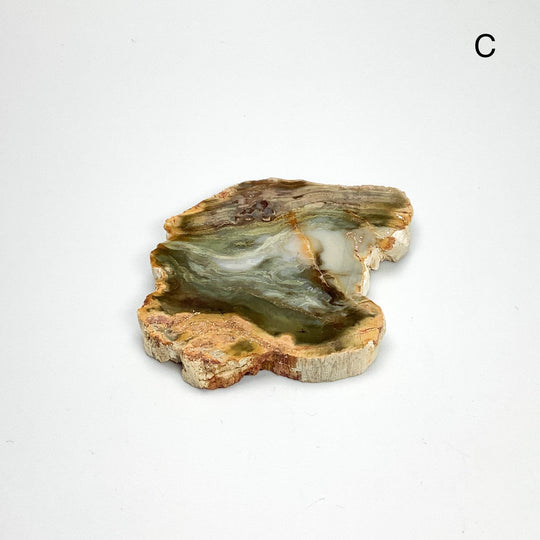 Petrified Wood Slice - Rocks and Gems Canada