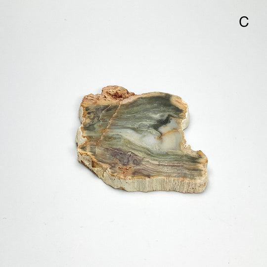 Petrified Wood Slice - Rocks and Gems Canada
