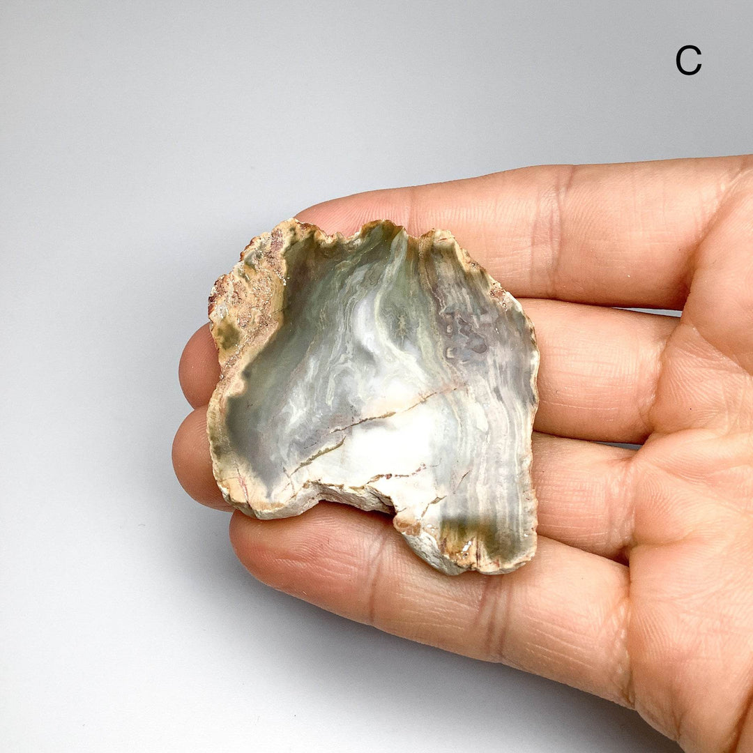 Petrified Wood Slice - Rocks and Gems Canada