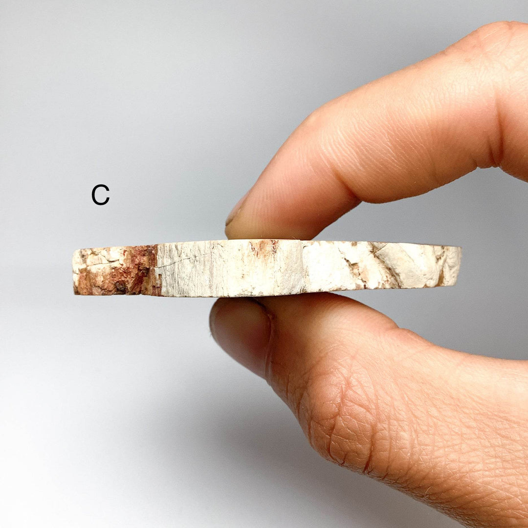 Petrified Wood Slice - Rocks and Gems Canada