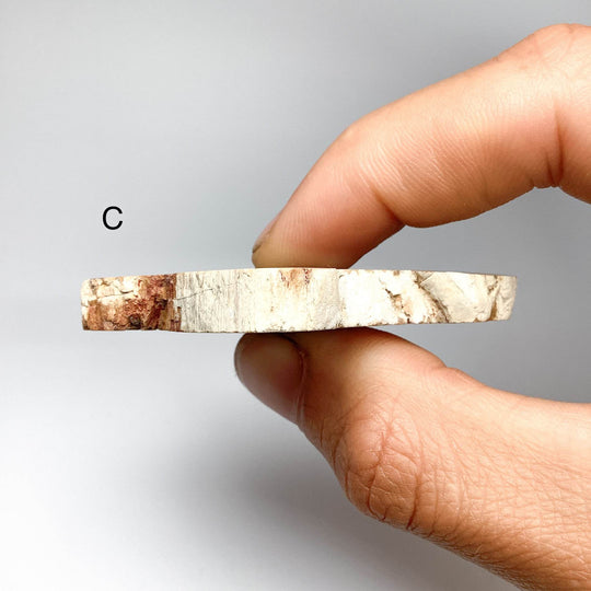 Petrified Wood Slice - Rocks and Gems Canada