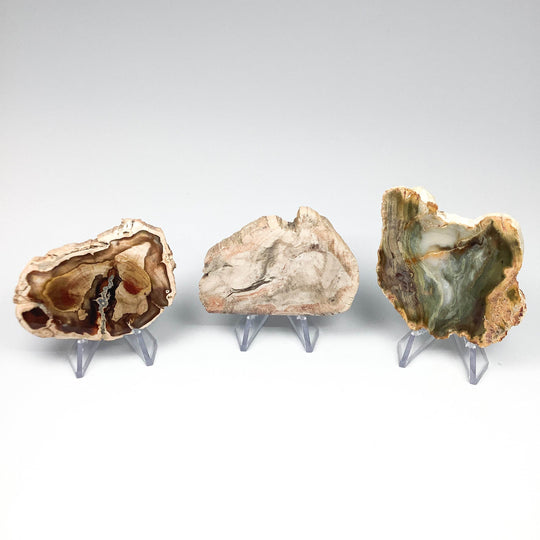 Petrified Wood Slice - Rocks and Gems Canada