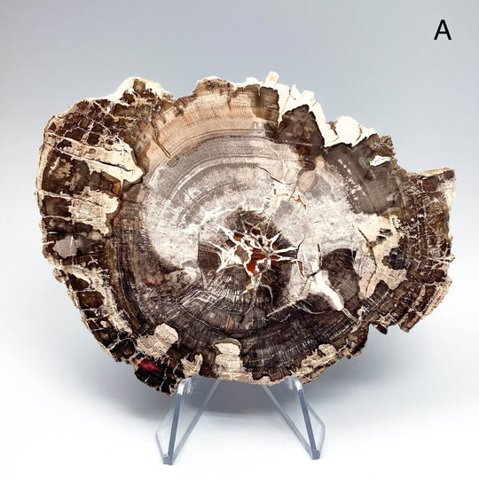 Petrified Wood Slice - Rocks and Gems Canada