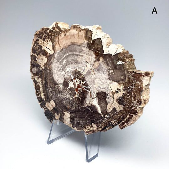 Petrified Wood Slice - Rocks and Gems Canada