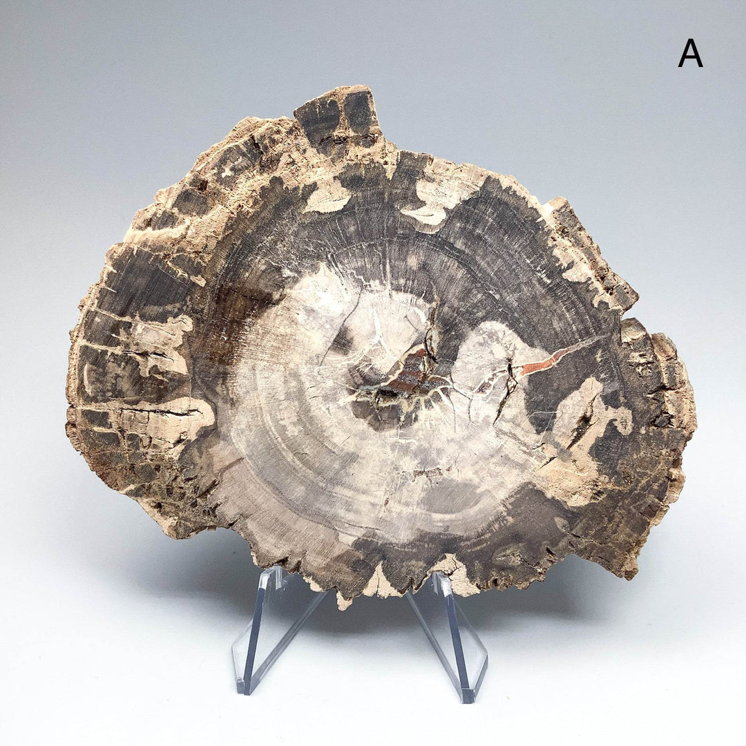 Petrified Wood Slice - Rocks and Gems Canada