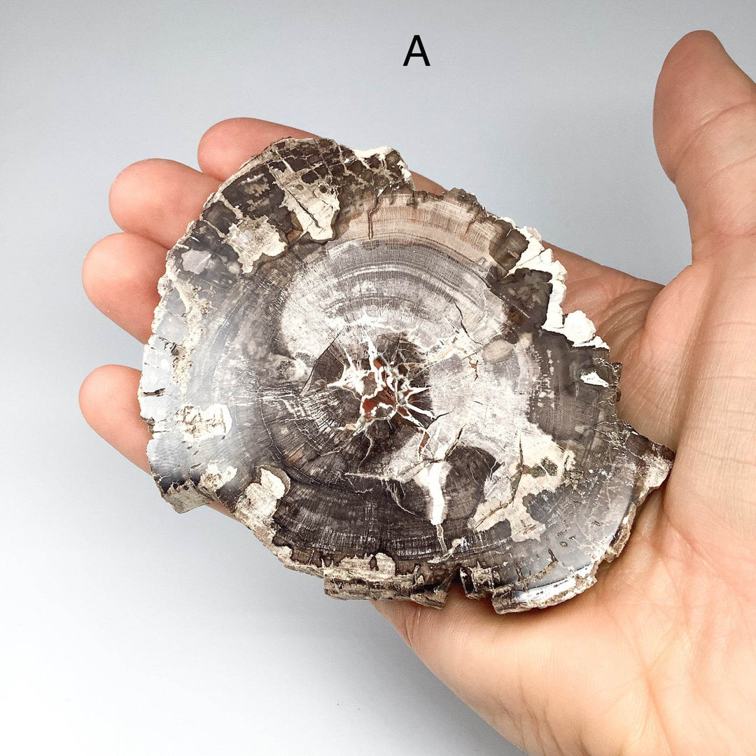 Petrified Wood Slice - Rocks and Gems Canada