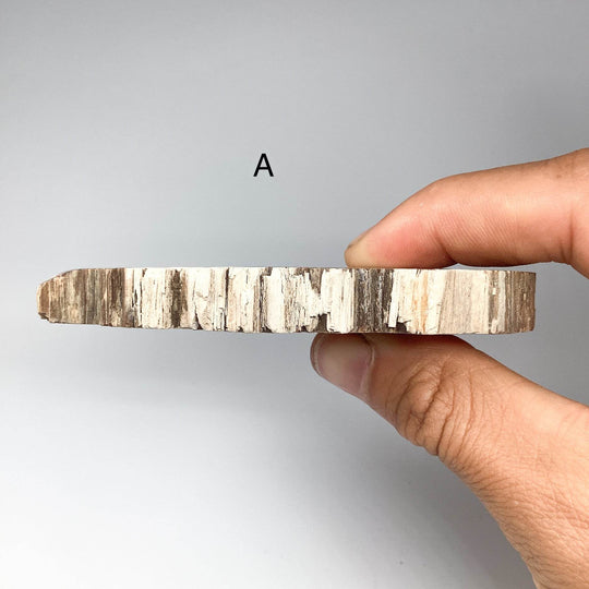Petrified Wood Slice - Rocks and Gems Canada