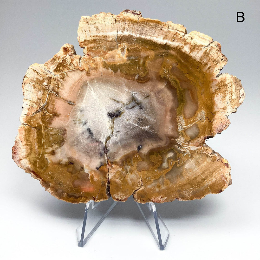 Petrified Wood Slice - Rocks and Gems Canada