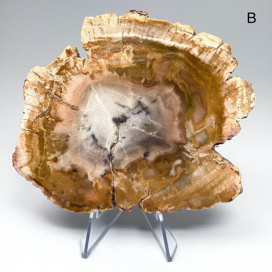 Petrified Wood Slice - Rocks and Gems Canada