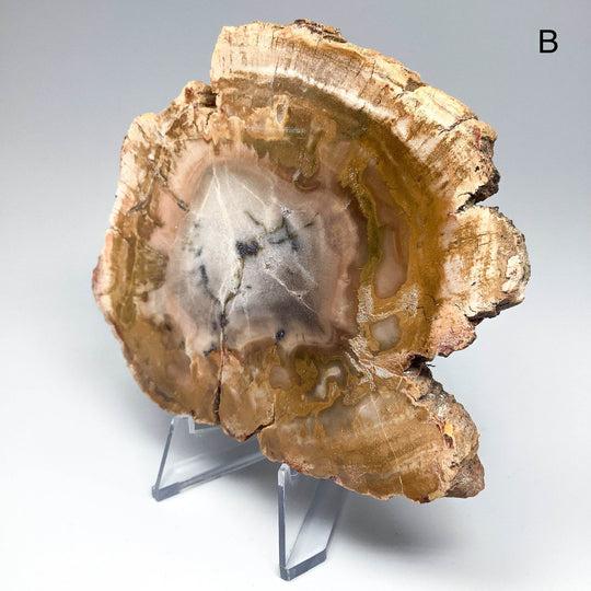 Petrified Wood Slice - Rocks and Gems Canada
